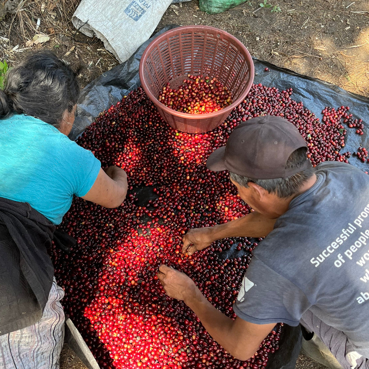 Sortieren der Kaffeekirschen auf der Farm