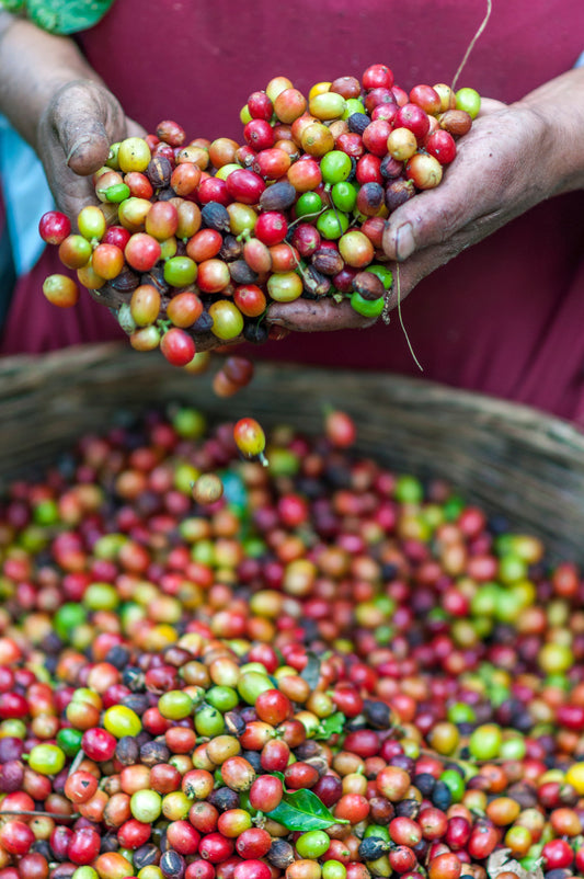 Bunte Kaffeekirschen in Händen gehalten