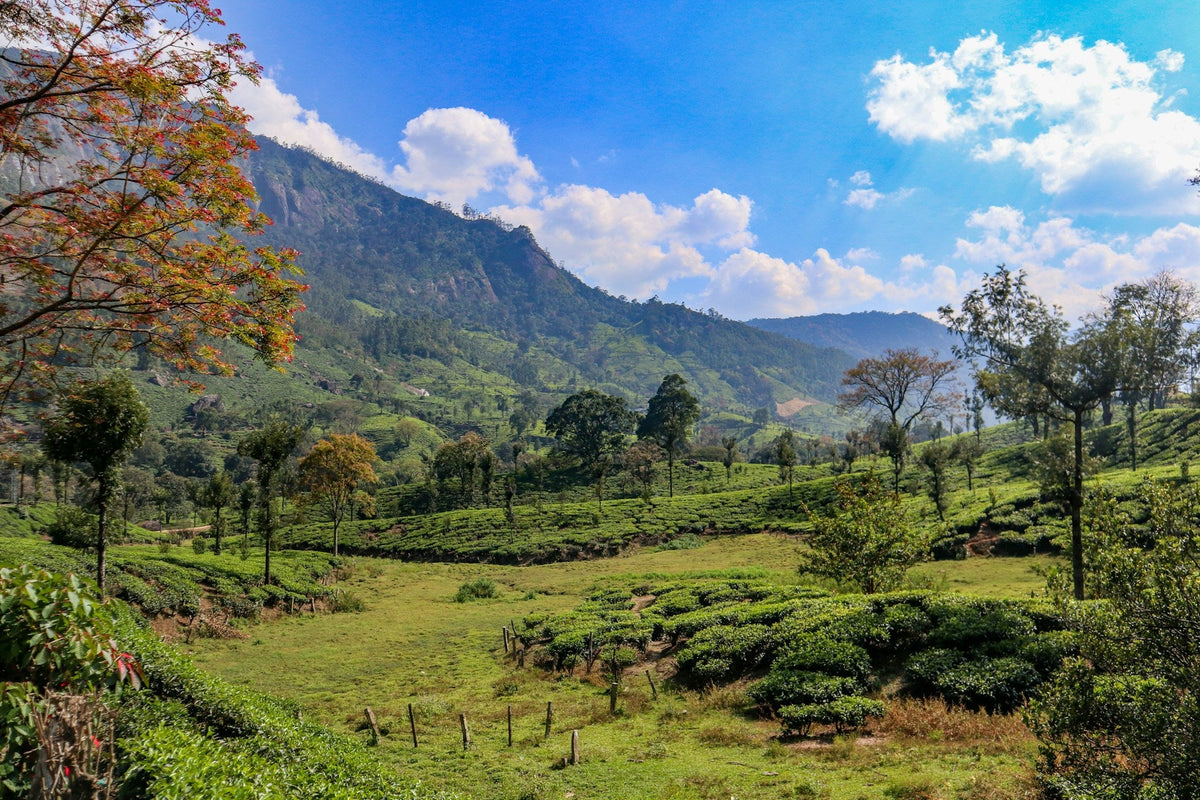Specialty Coffee Origin Landscape