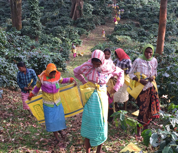 International Women’s Coffee Alliance