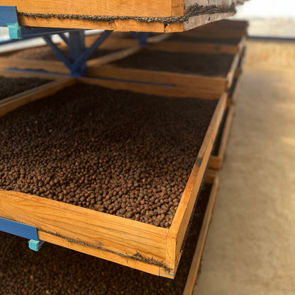 Beete zum Trocknen von Kaffee