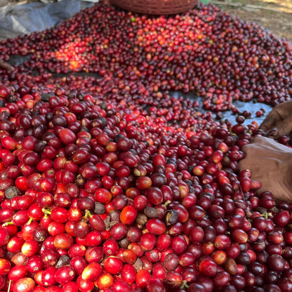 Sortieren der Kaffeekirschen per Hand